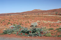 Sturts Desert Pea near Mt Herbert, Millstream Chichester NP